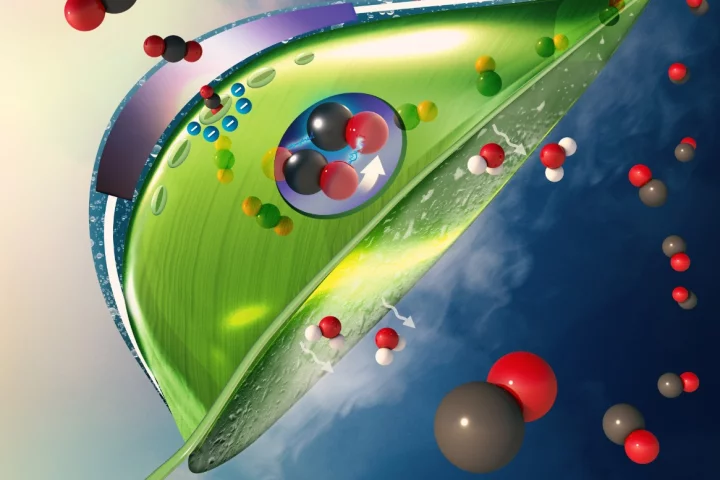 University of Illinois Chicago scientists have developed a new "artificial leaf" system to capture CO2