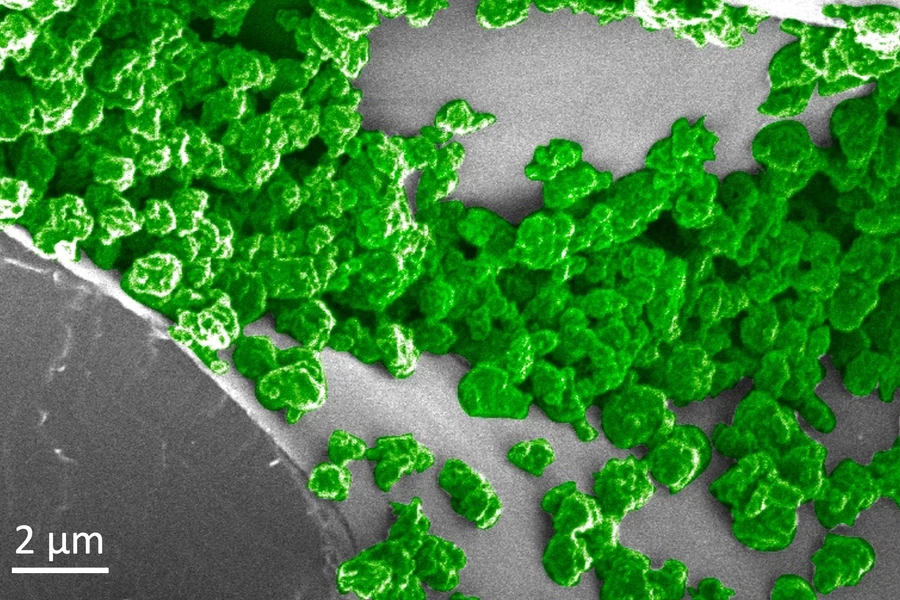 A microscope image of the glowing nanoparticles (highlighted in green) inside the plants