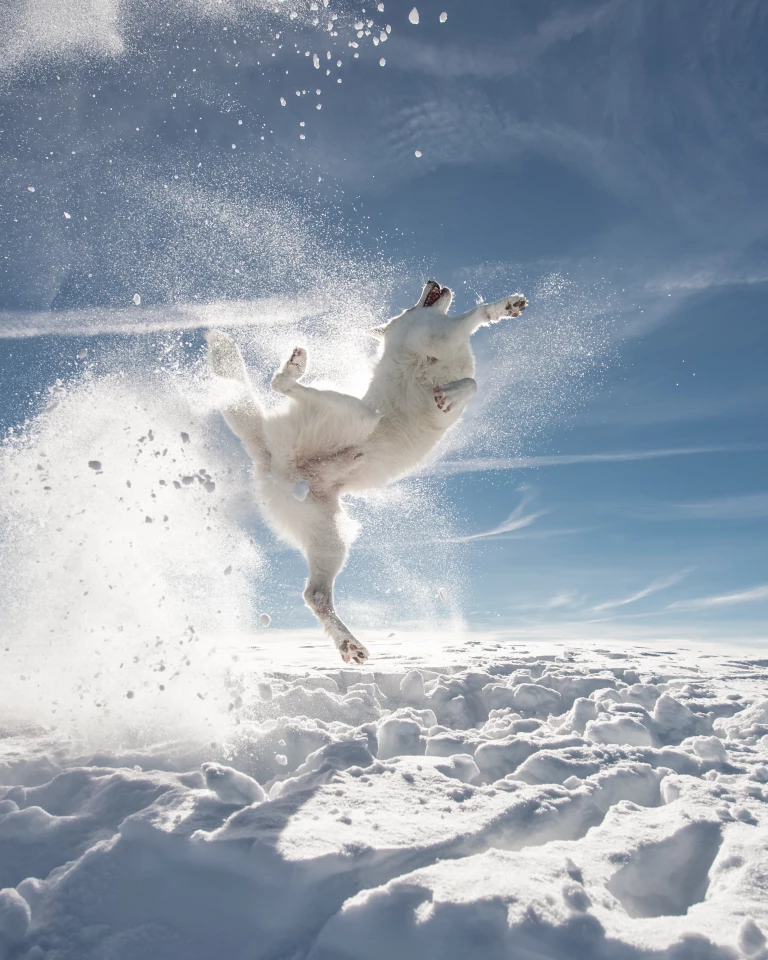 Everybody was Kung Fu fighting, by Sylvia Michel (Switzerland) "I made this picture in Toggenburg. I threw a few snowballs and my dog jumped after them with great enthusiasm. That's how this picture came about"