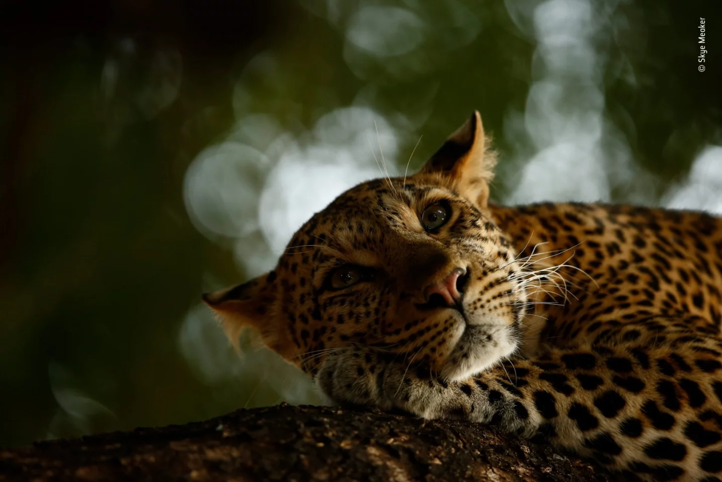 Lounging Leopard by Skye Meaker, South Africa. Grand Title Winner 2018, 15-17 Years Old. Mathoja was dozing when they finally found her, lying along a low branch of a nyala tree. And she continued to doze all the time they were there, unfazed by the vehicle. "She would sleep for a couple of minutes. Then look around briefly. Then fall back to sleep," says Skye
