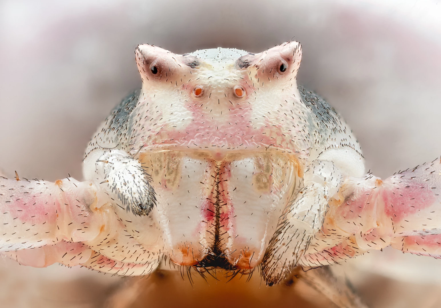 Nikon Small World Photo Awards. Honorable Mention. Flower crab spider (Thomisus)