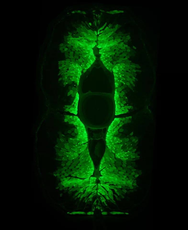 A fluorescence image of a transverse section of a preserved Anguilla japonica