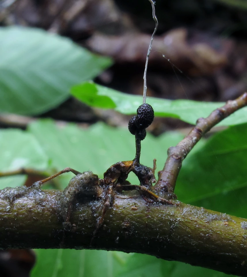 A "zombie ant" infected, controlled and eventually consumed by Ophiocordyceps unilateralis