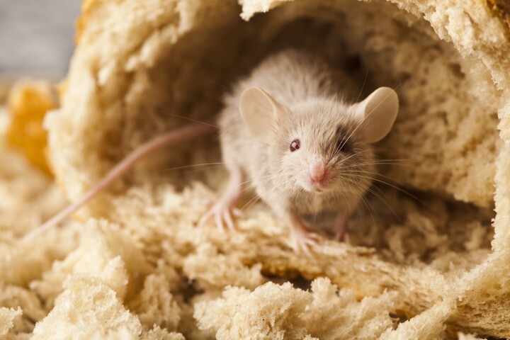 Scientists believe the brain inflammation in mice is likely to also be seen in gluten-sensitive humans