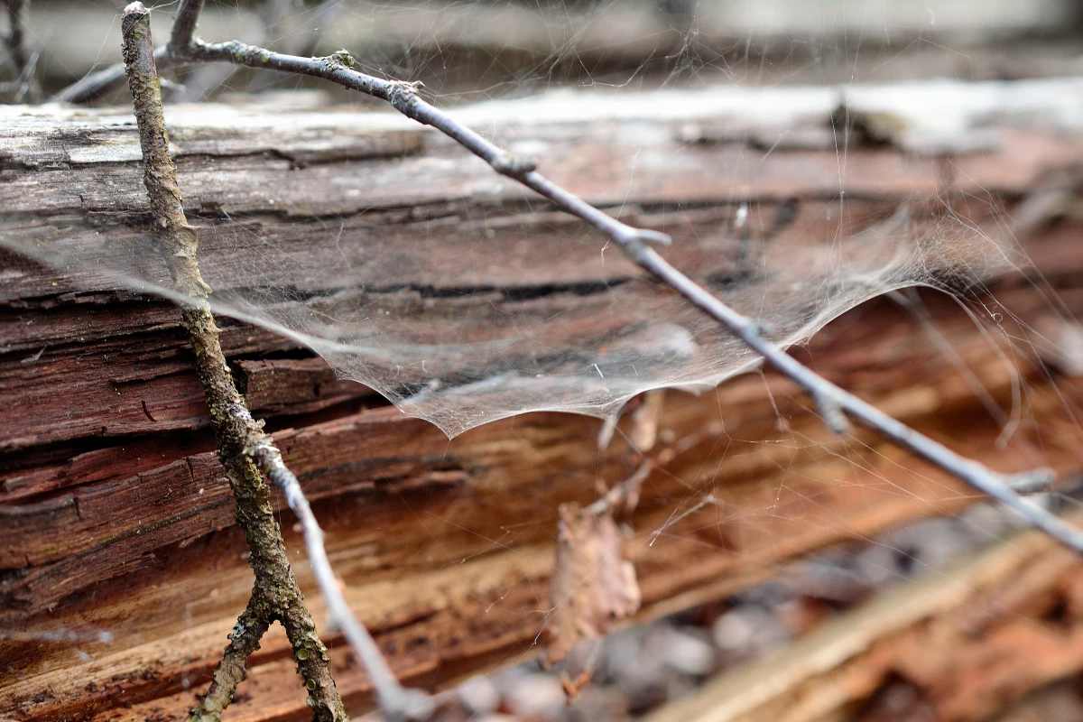 The substance is composed of birch cellulose fibers and spider silk adhesive – the latter of which is actually produced by genetically-altered bacteria