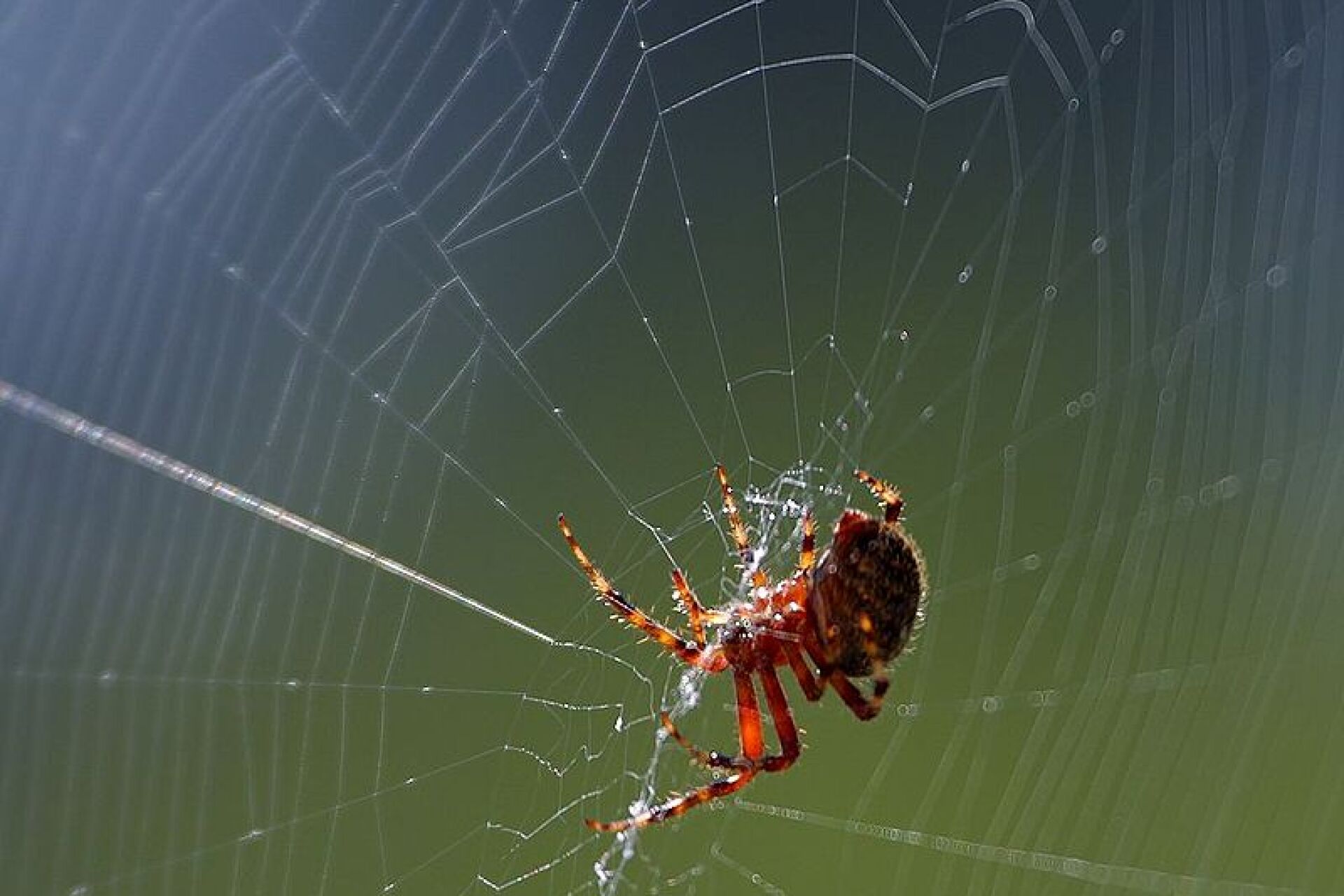 How spiders do. Паутина симметрия. Гигантская паутина. Паук крестовик самка и самец фото. Chvk_ryodon паук.