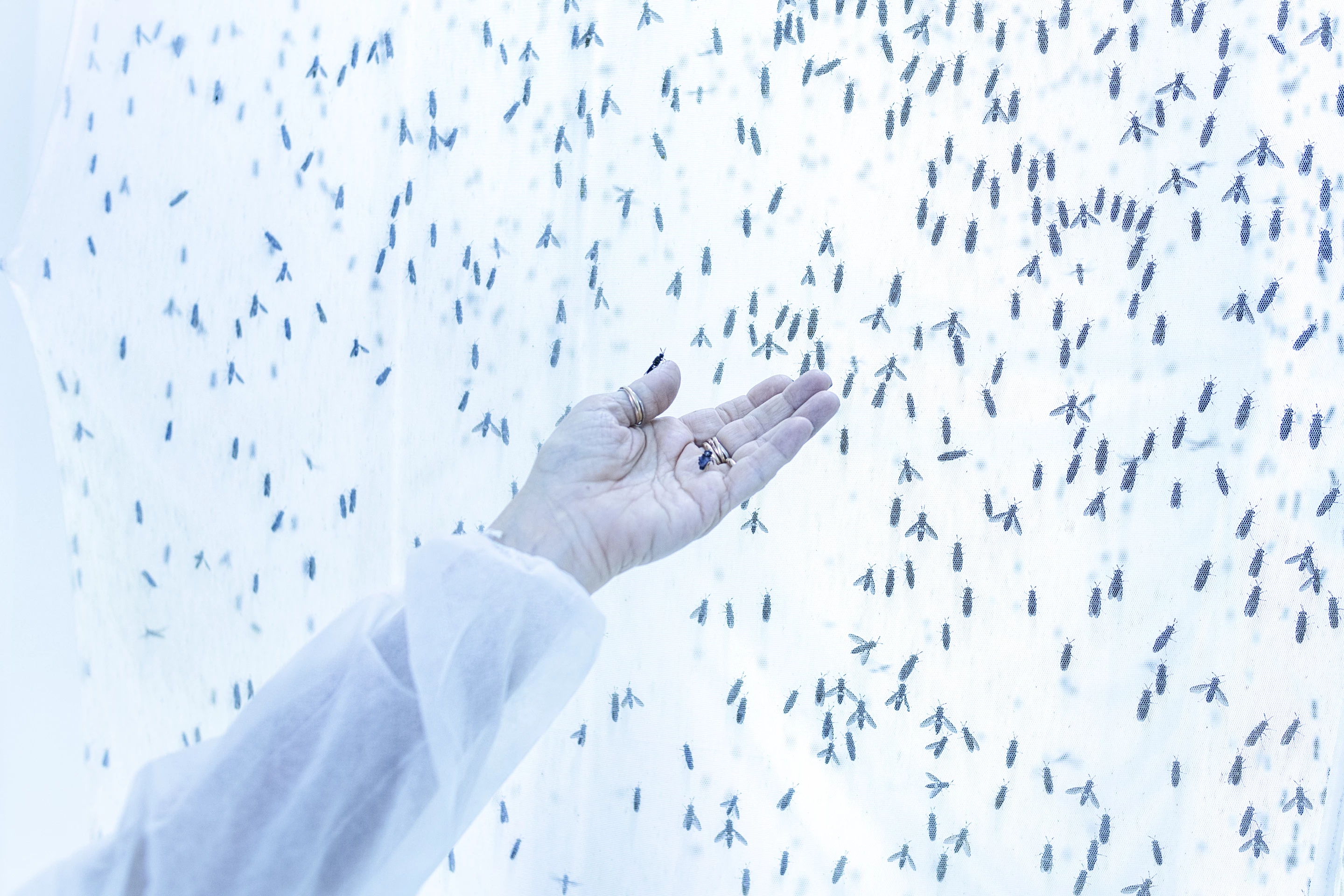 "Black Soldier Fly Farming (II)", Maurizio di Pietro, shortlisted