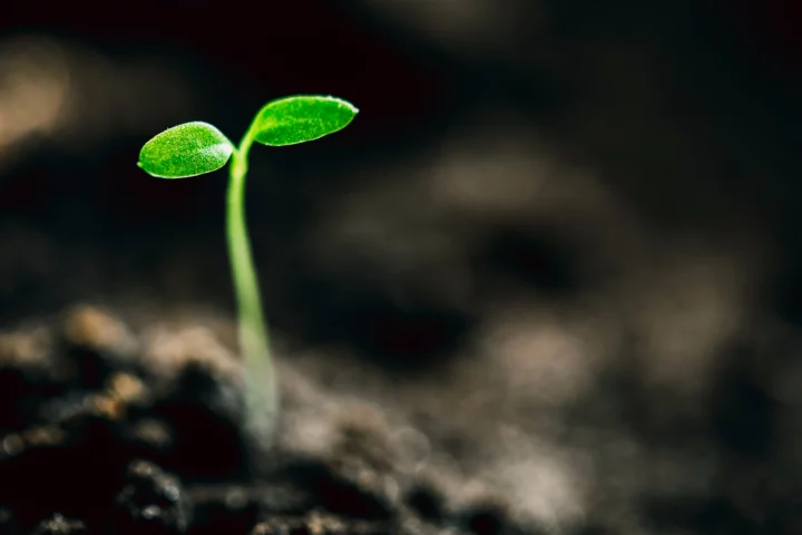 Researchers have found a cluster of cells in a seed that act like a "brain" to decide when a plant should sprout