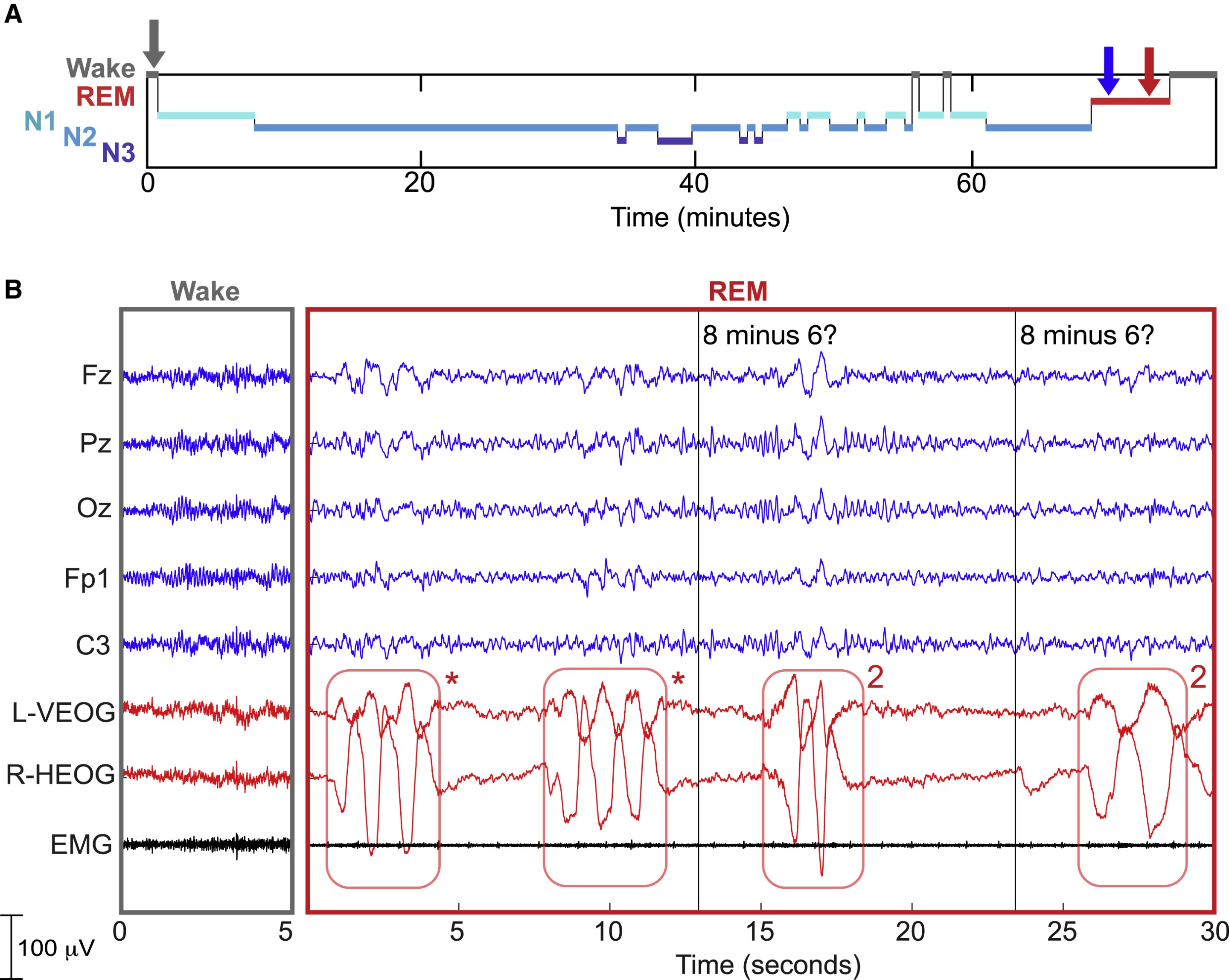 Eye movement readings from an American subject show very clear answers to numerical questions, as well as the LRLRLR pattern to indicate yes, I'm in a lucid dream