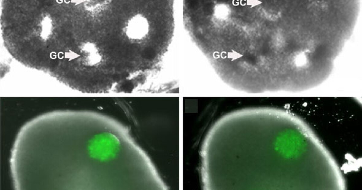 ‘Artificial ovary’ allows human eggs to be matured outside the body