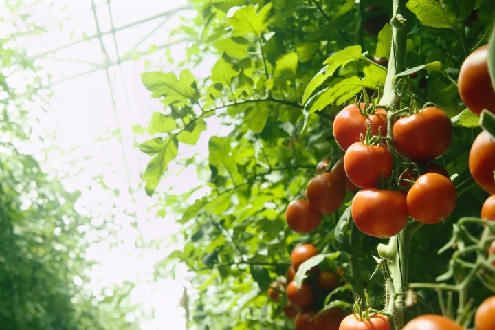 Researchers have modeled how tomatoes growing in greenhouses would be affected by transparent solar cells installed on the roof
