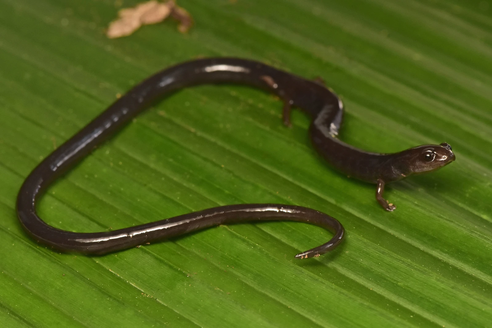The worm salamander is listed as highly vulnerable