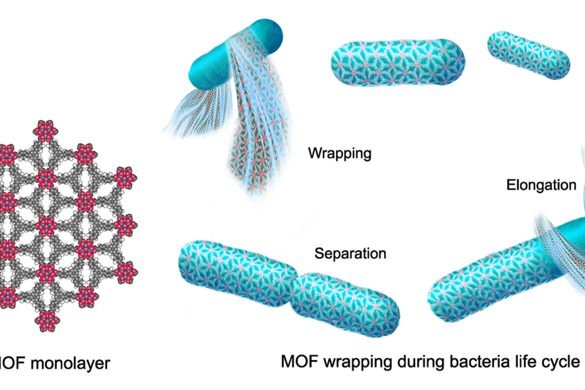 A diagram of the metal organic framework (MOF) structure (left) and how it interacts with bacteria over time