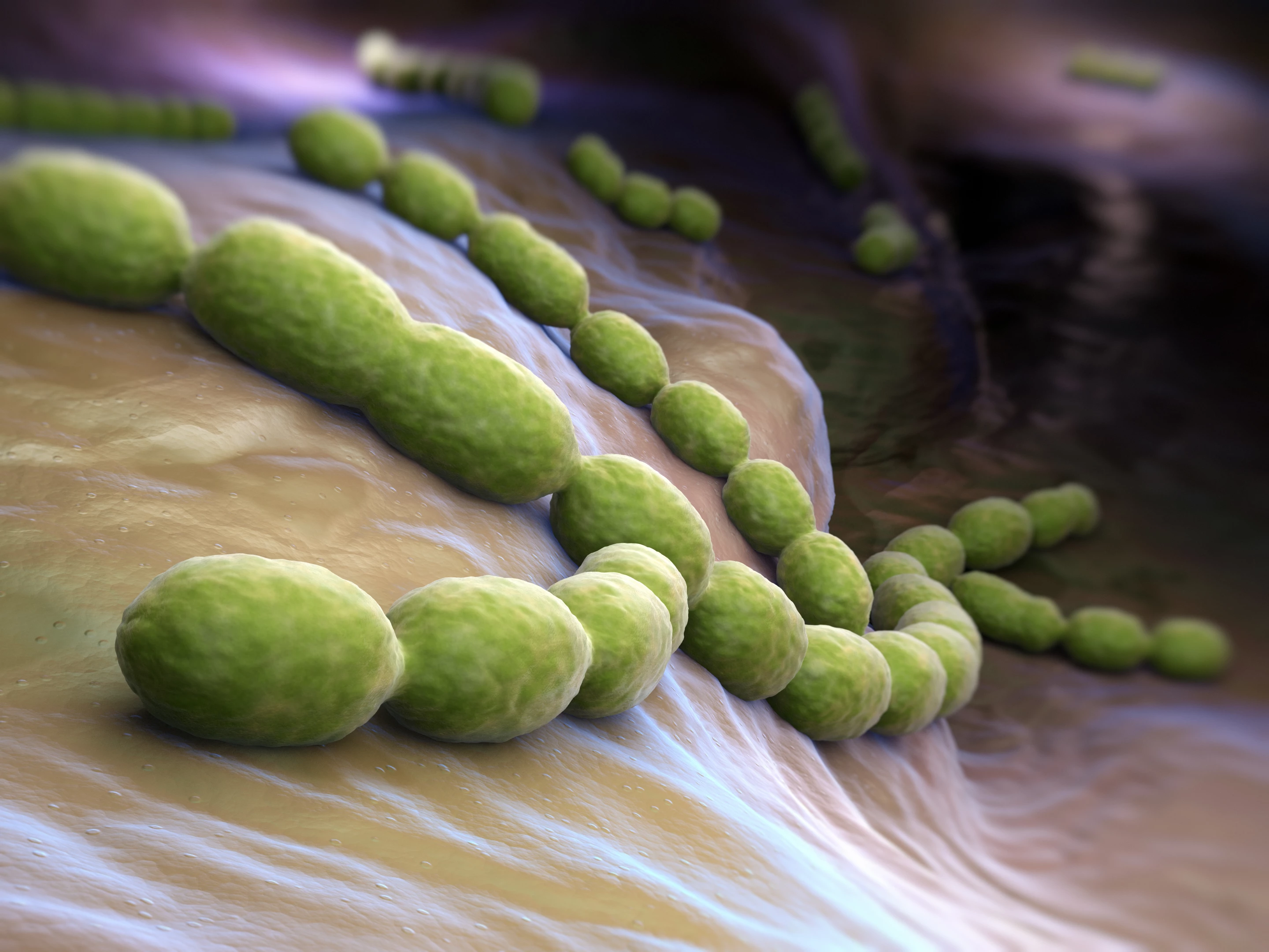 Researchers at the University of Bristol have found that bacteria in the Streptococcus family use a "molecular lasso" to grab hold of host cells, in what they call a catch-clamp mechanism