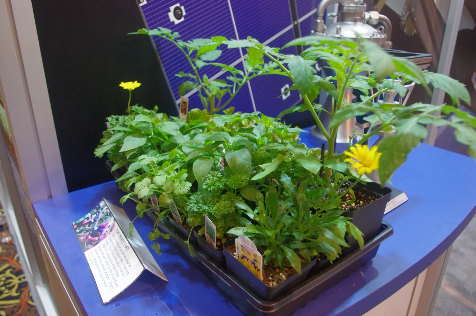 The Sierra Nevada Corporation was also involved in developing the VEGGIE program that allowed NASA astronauts to chow down on space lettuce for the first time in 2015. One of the innovations the company came up with was the development of a "pillow" that kept roots, water and nutrients contained and prevented them from floating away without the force of gravity to force them downwards into the dirt.