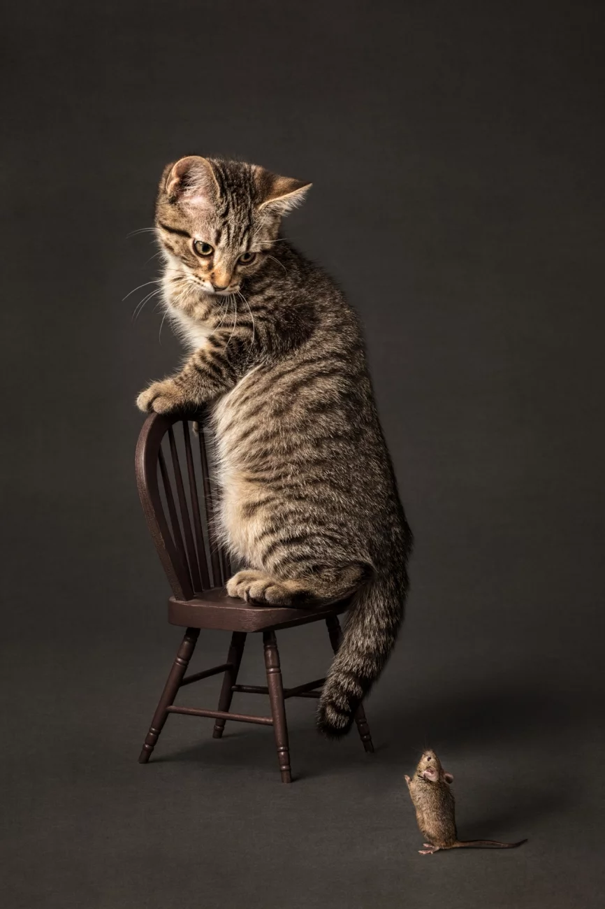 Commended, Animals/Pets. 'Scaredy Cat'