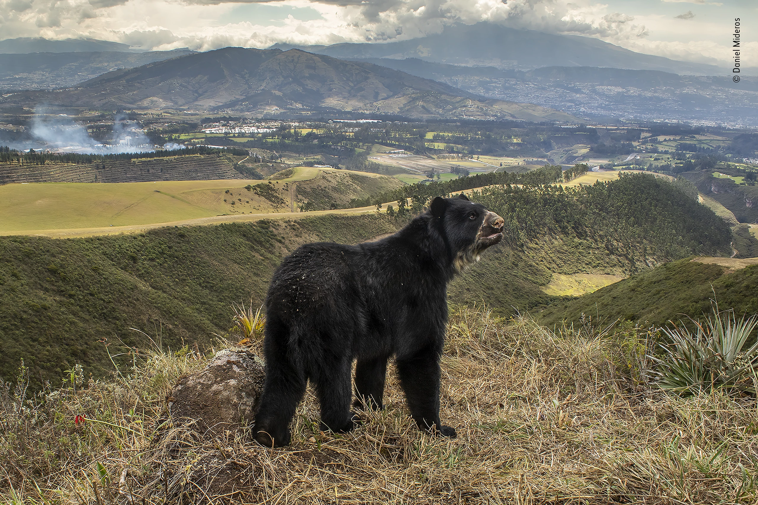 Winner, Animals in their Environment. Spectacled bear’s slim outlook. Peñas Blancas, Quito, Ecuador