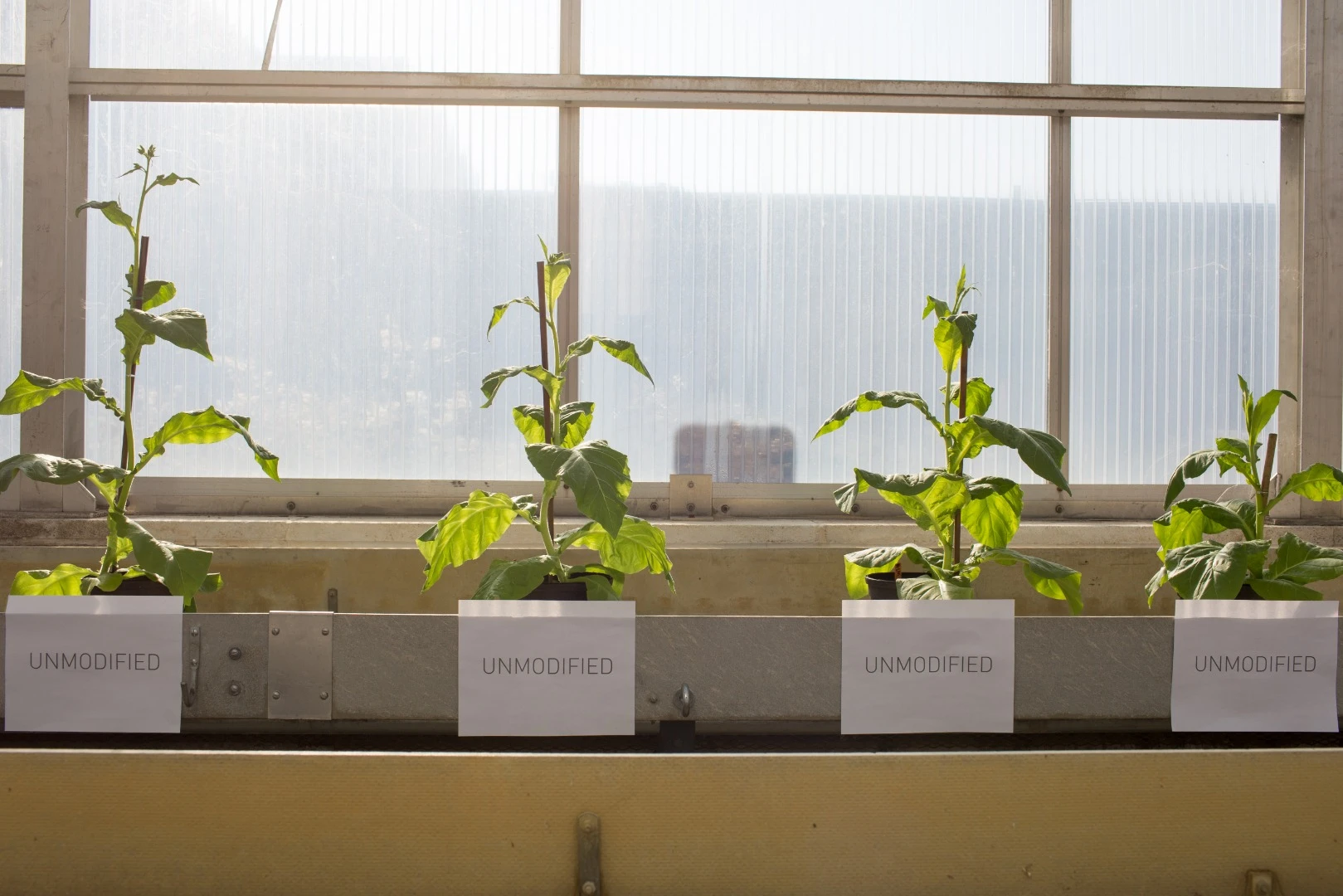 The modified crops versus the unmodified crops