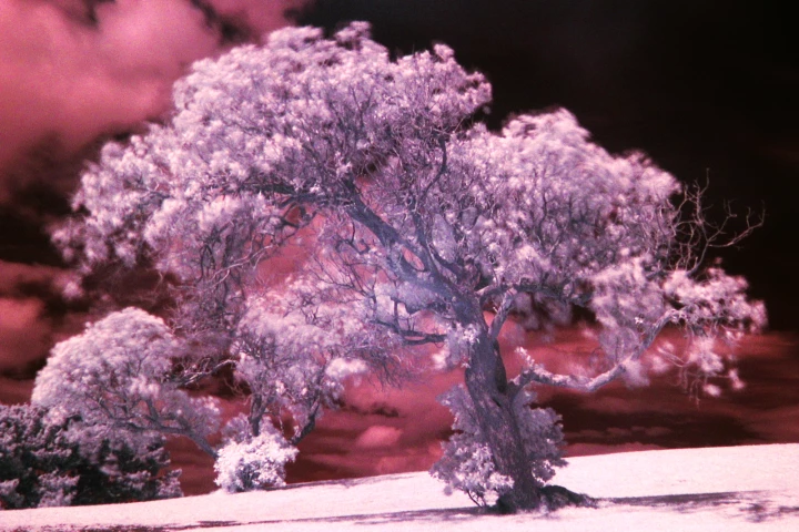 We might someday be using glowing trees as streetlights thanks to a discovery by Dr. Yen-Hsun Su (Image: Daniel Schwen)