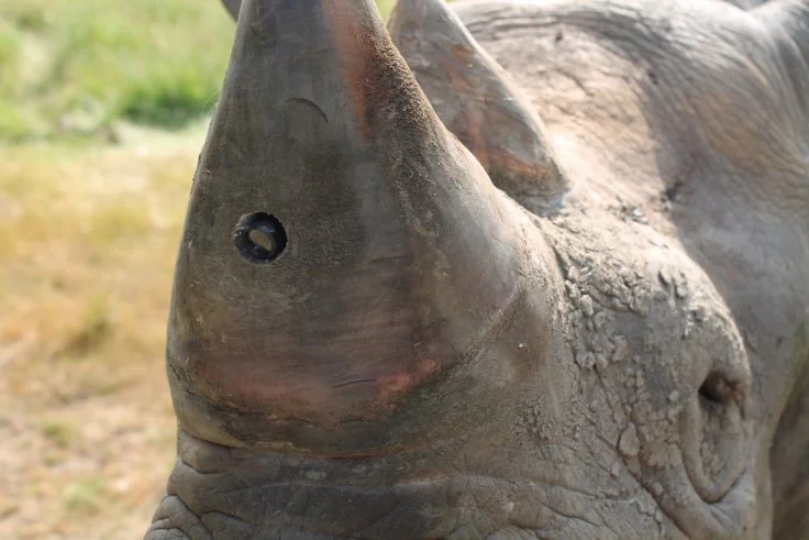 A rhino sporting one of the RAPID Cameras