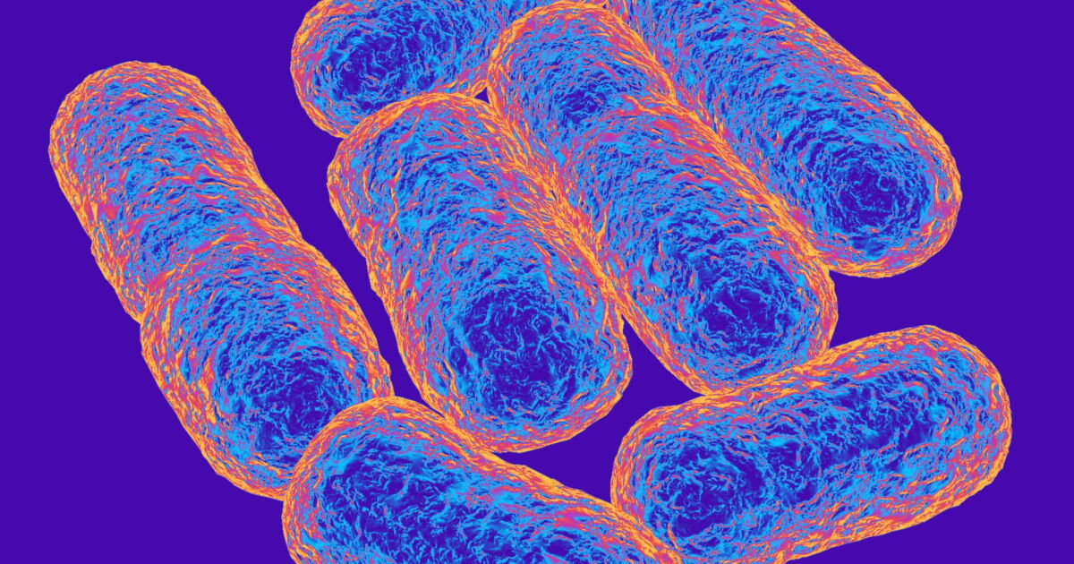 Microscope view of rod-shaped bacteria in a laboratory setting