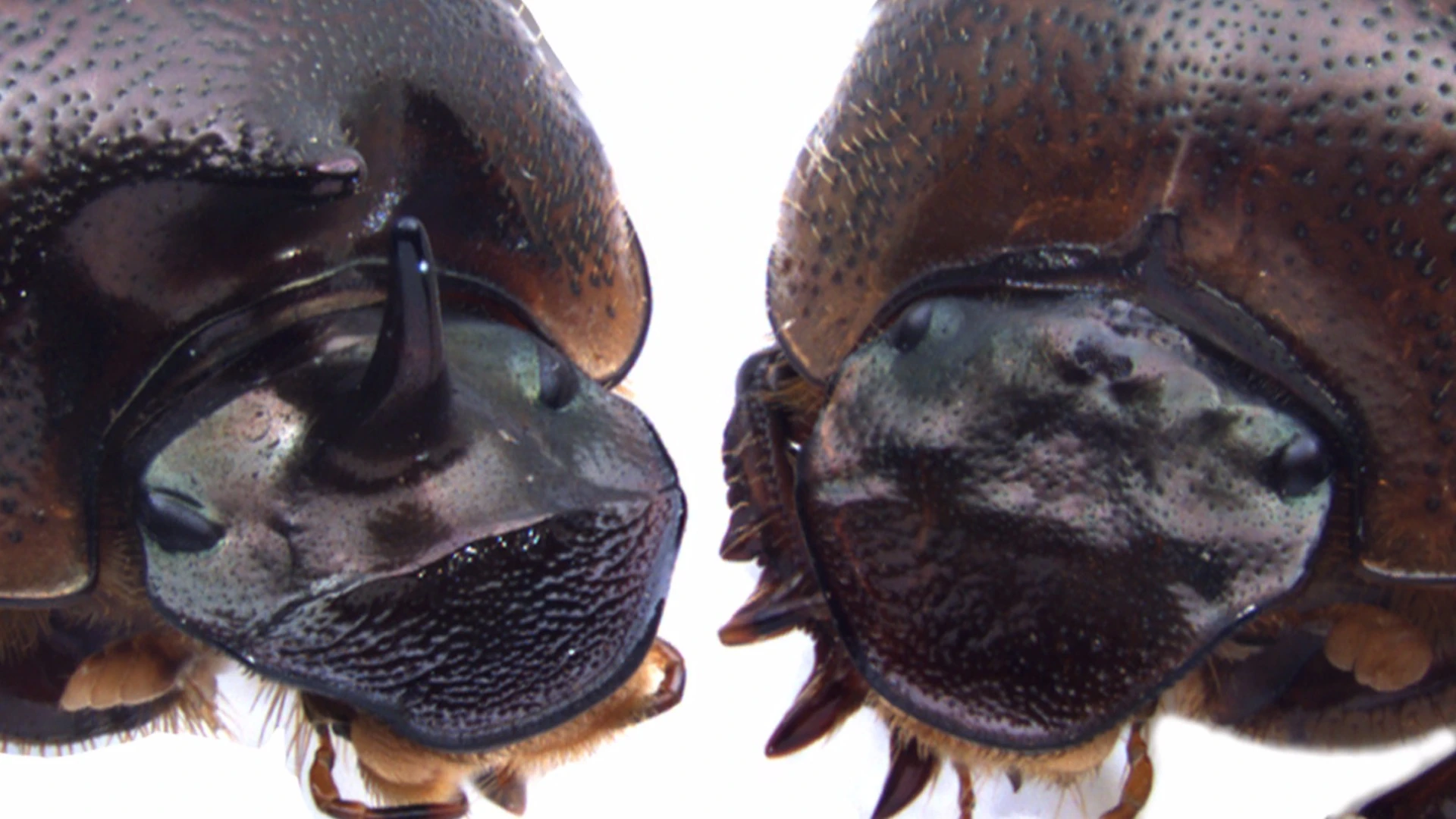 In previous work the team accidentally grew the extra eye after shutting off a gene that prevented the beetles from growing a horn