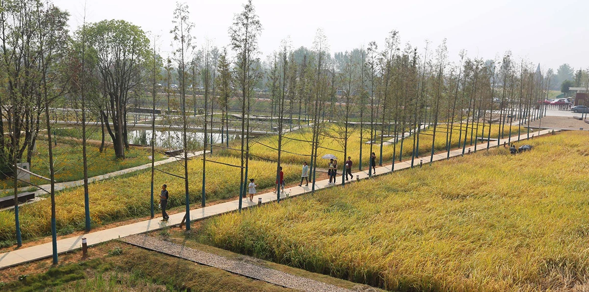 The Landscape of the Year went to Turenscape for its work call Peasants and their Land: The Recovered Archaeological Landscape of Chengtoushan in Lixian County, China