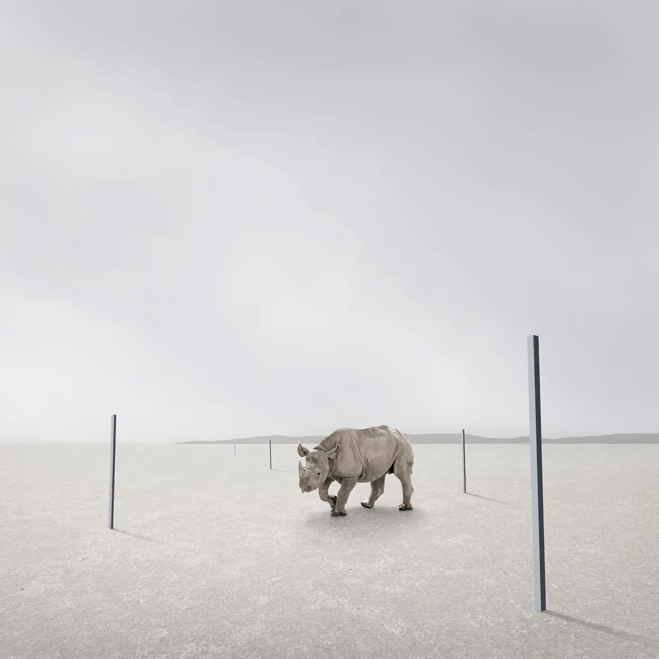 Commended - Animals. "In Time". Australia