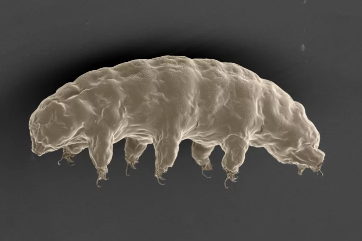 Electron microscopy image of a tardigrade