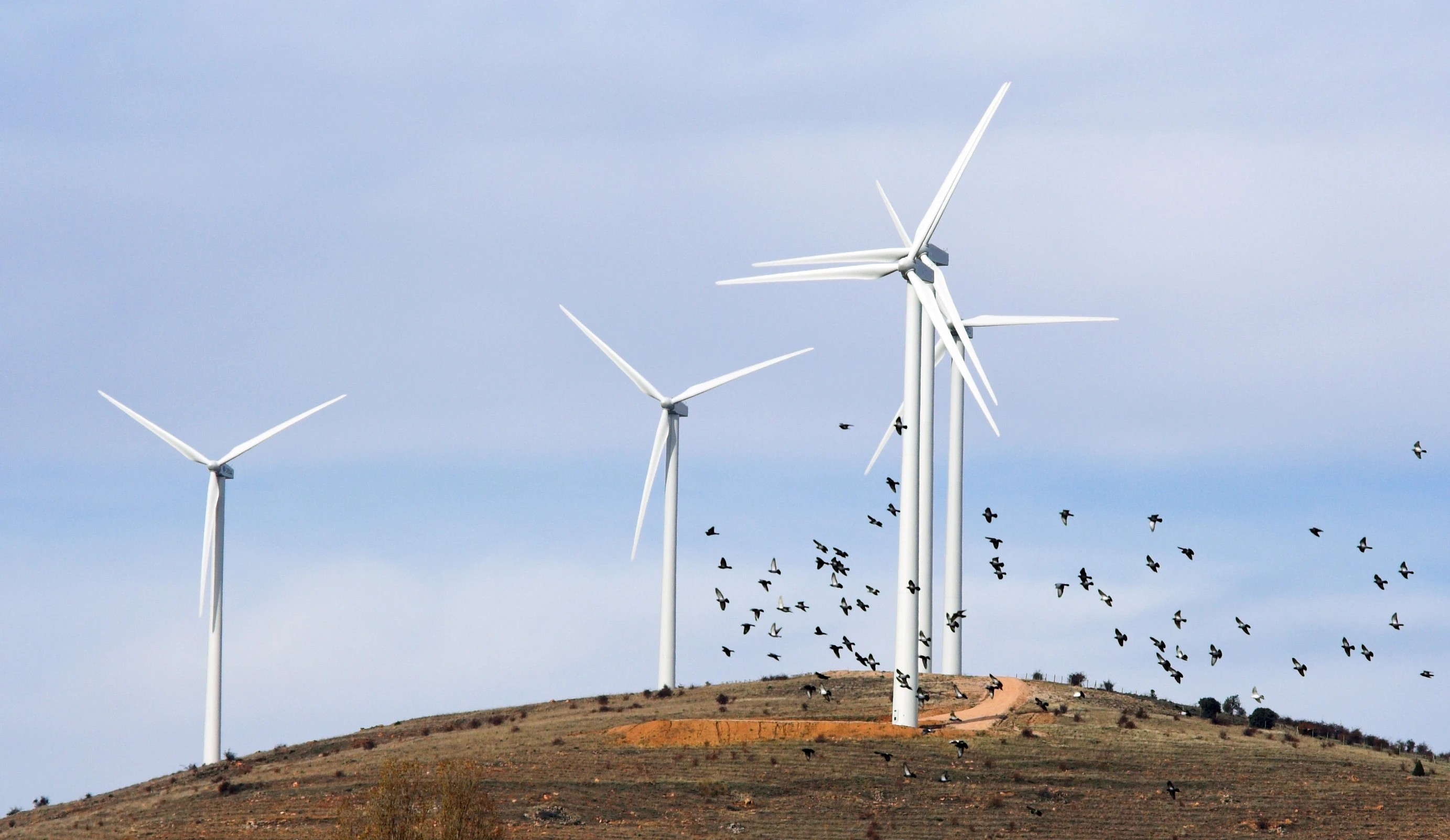 Would partly black turbines be safer for birds? (Photo: Shutterstock)