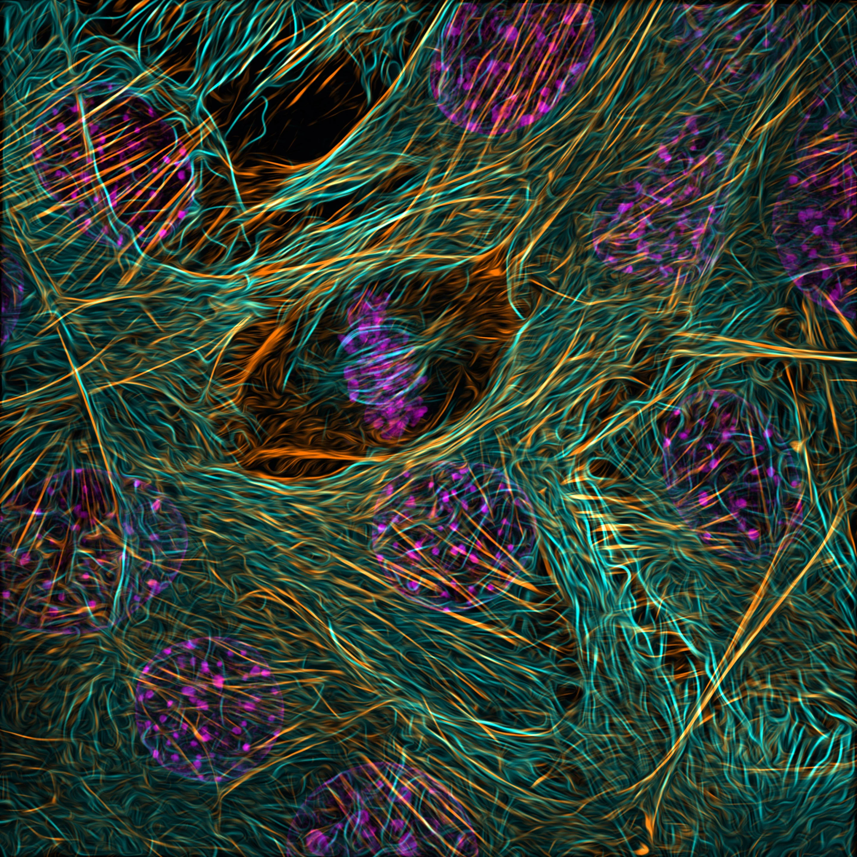 9th place. Cytoskeleton of a dividing myoblast; tubulin (cyan), F-actin (orange) and nucleus (magenta).