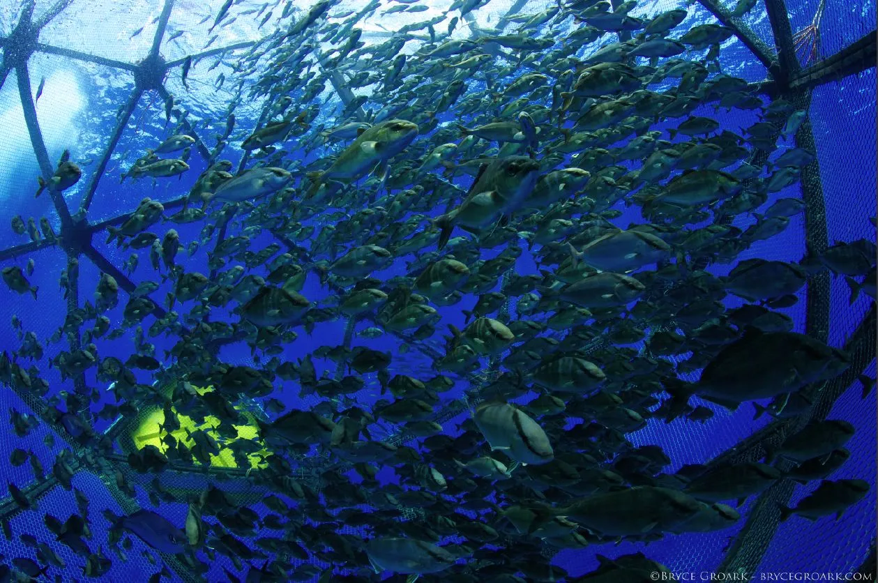 Kampachi fish inside the Aquapod (Photo: Bryce Groark)