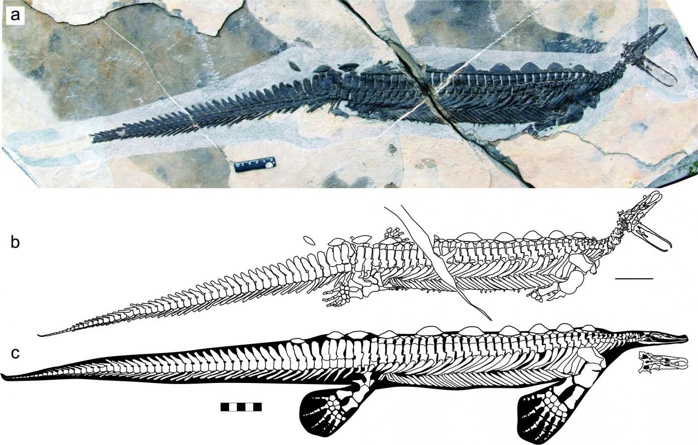 A Complete fossil and line drawing of Eretmorhipis carrolldongi