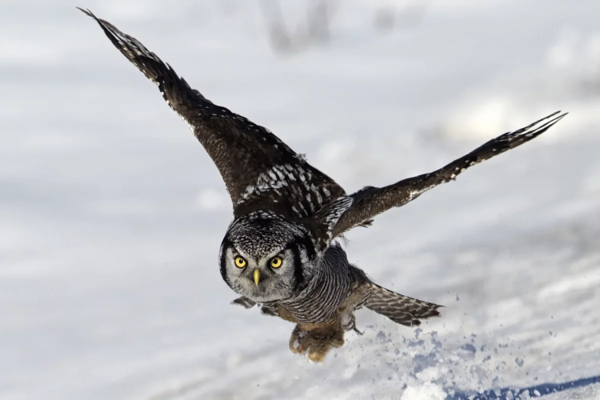 Researchers have mimicked the structure of owl wings, which enables them to fly almost silently