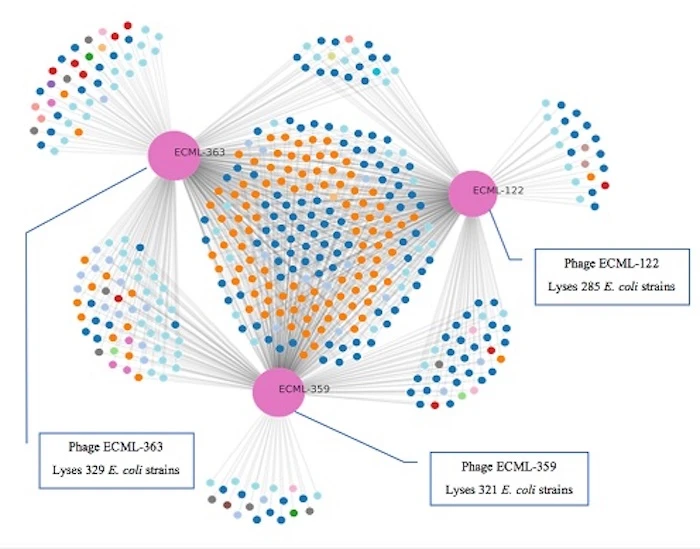 A graph, generated through Intralytix's PhageSelector program, shows which phages are effective against which species of E. coli