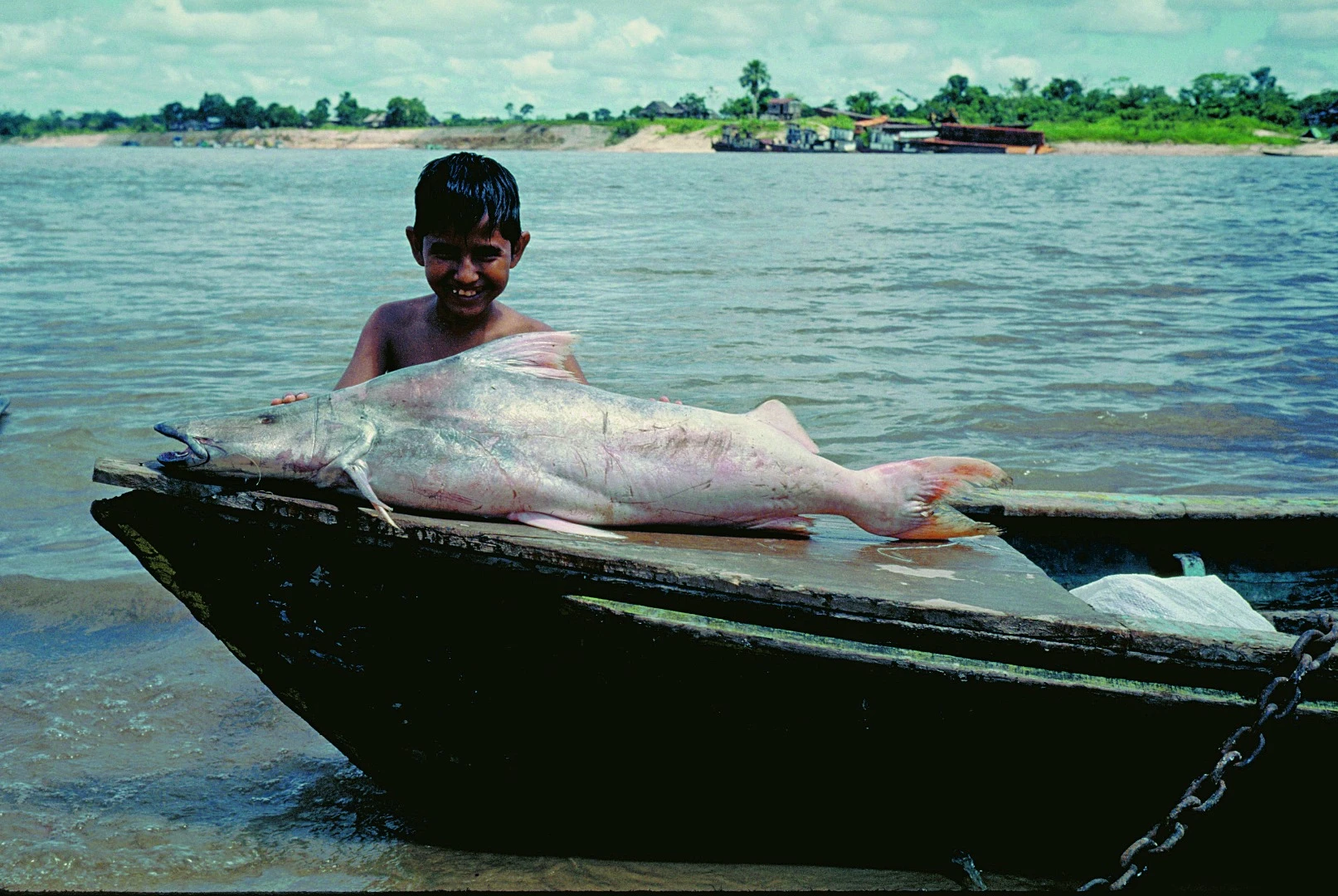 The dorado is a crucial food source for the local community