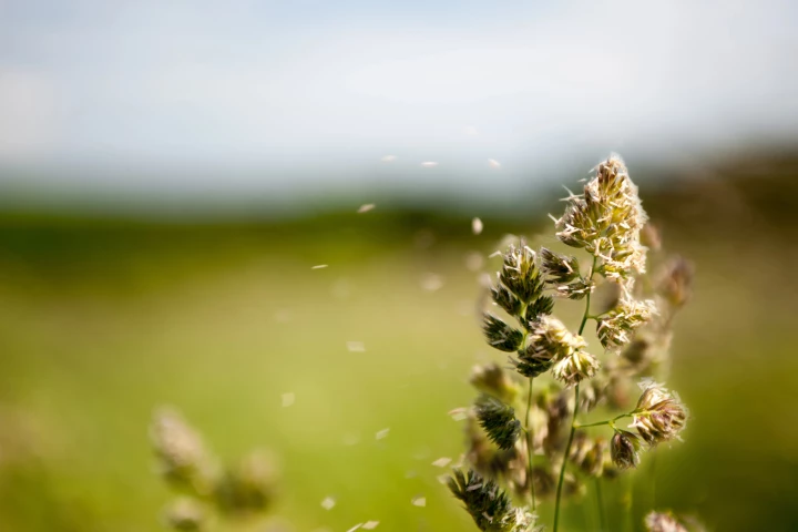 Scientists have developed a new antibody treatment that blocks pollen at the point of entry