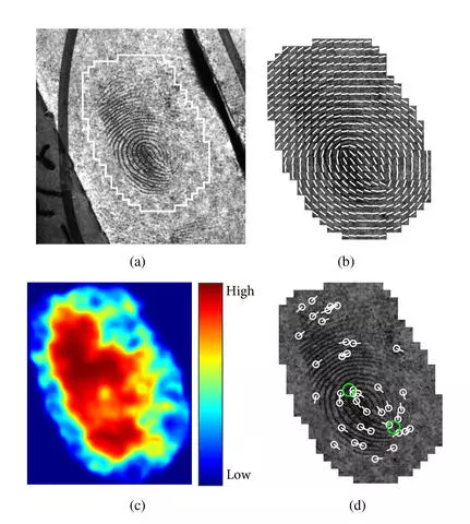 Automatically extracted features of a latent fingerprint: (a) Input latent with manually marked region of interest, (b) ridge flow overlaid on the cropped latent, (c) ridge quality map, and (d) features that can be used as points of comparison, including minutiae (white circles) and core points (green circles)