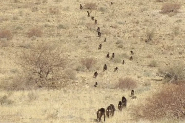 It's not strategic; they just have their friends in sight