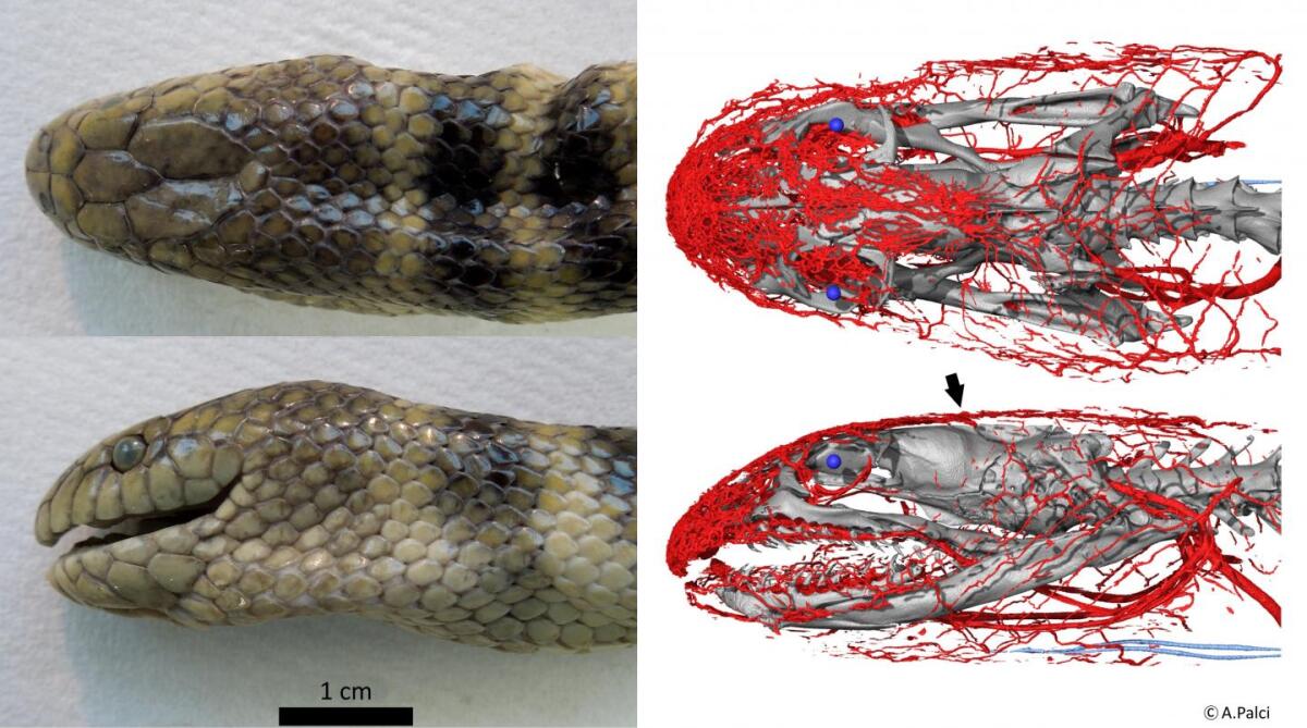 Two views of one of the scanned snakes