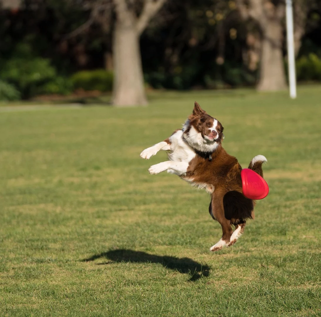 Sony a9 sample shot: ISO 100, f/2.8, 1/1600 sec