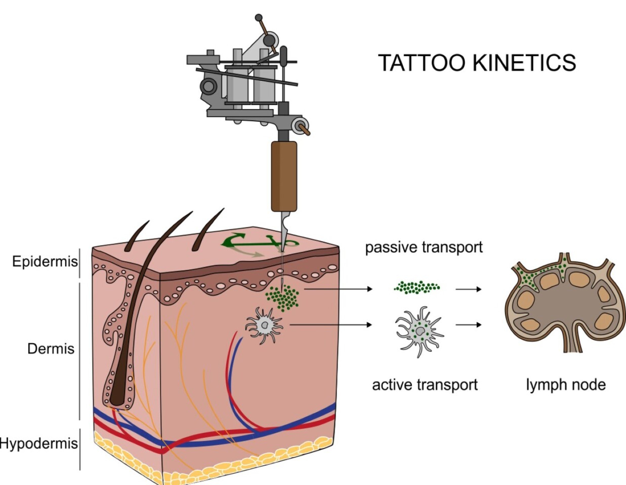 Scientists have found evidence that small titanium dioxide particles are transported to the lymph nodes in tattooed tissue