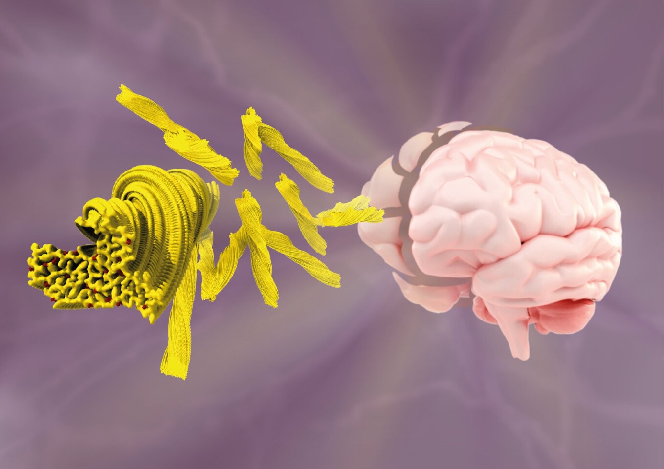 A visualization of the structure of TAF15 amyloid filaments (in yellow), as detected by cryo-EM in the brains of four dementia patients