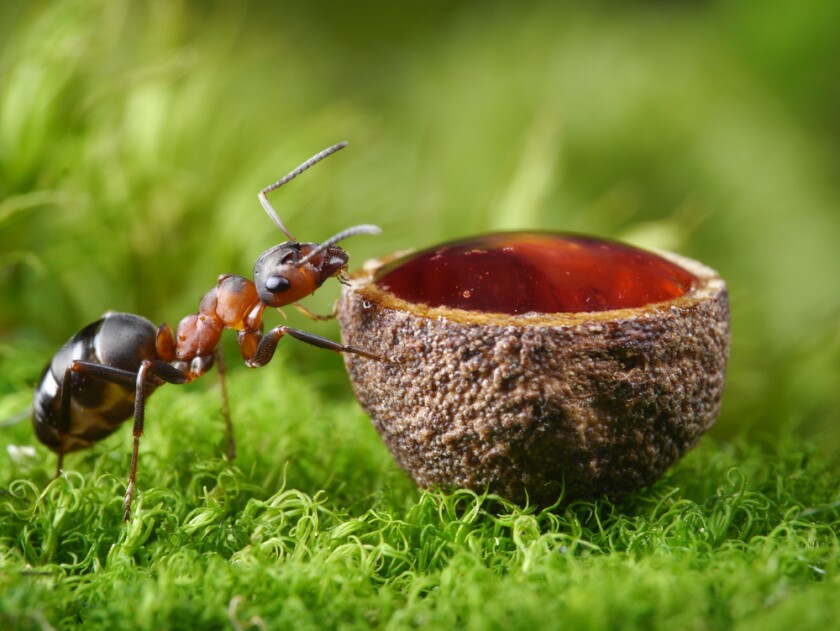 Each bottle of Anty-gin will be infused with the essence of around sixty-two red wood ants