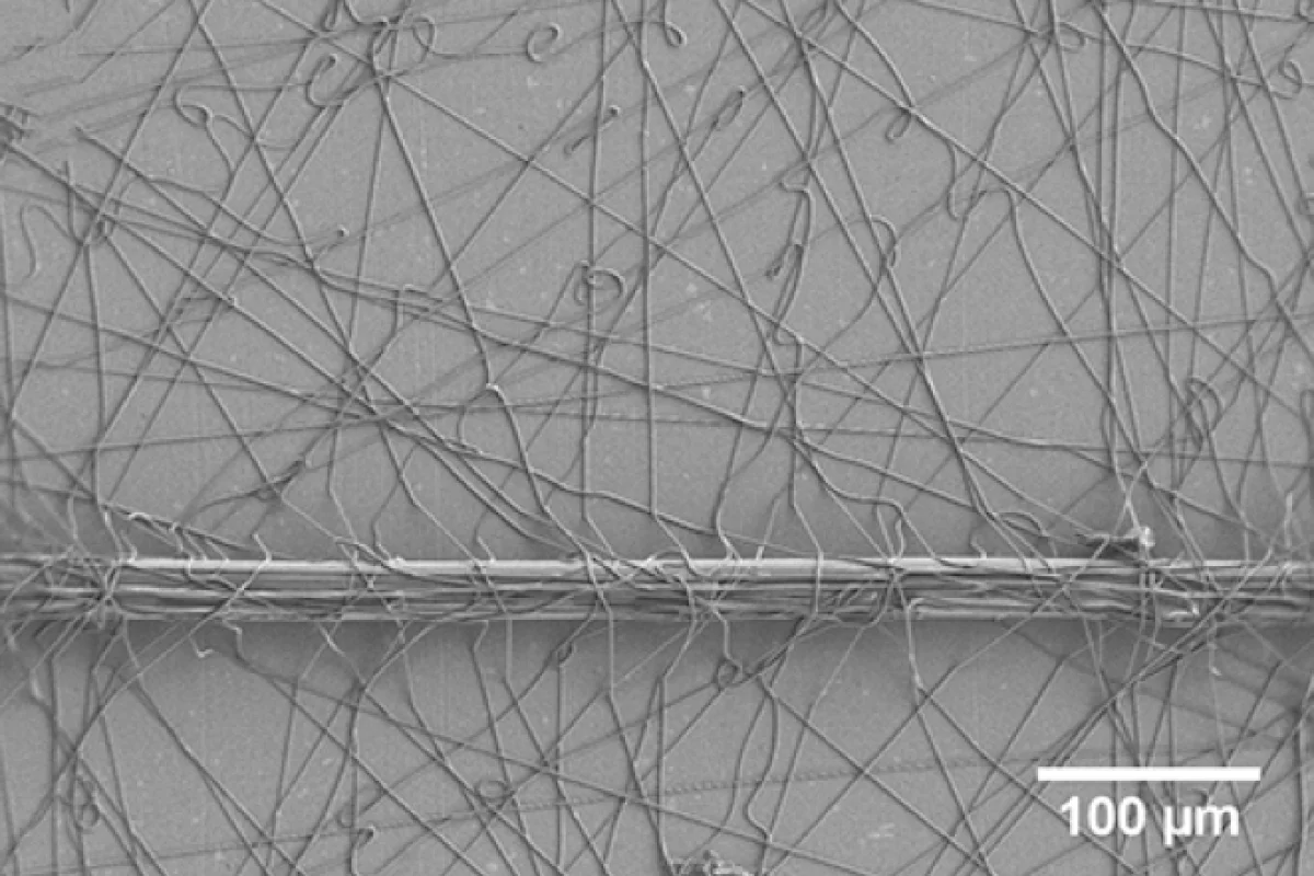 The adhesive fibers in one of the man-made attachment discs, holding down a nylon thread