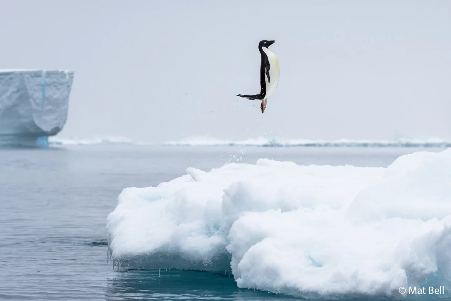 Animals in Nature: "Penguin Pose" (Weddell Sea, Antarctica), by Matt Bell