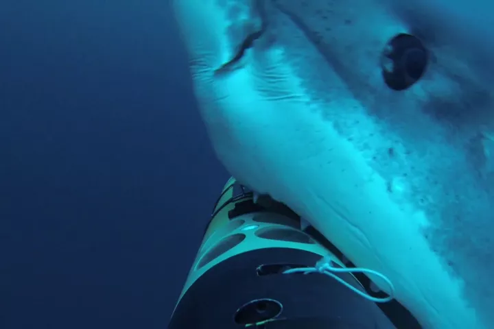 A great white takes a bite of the REMUS SharkCam during a recent mission