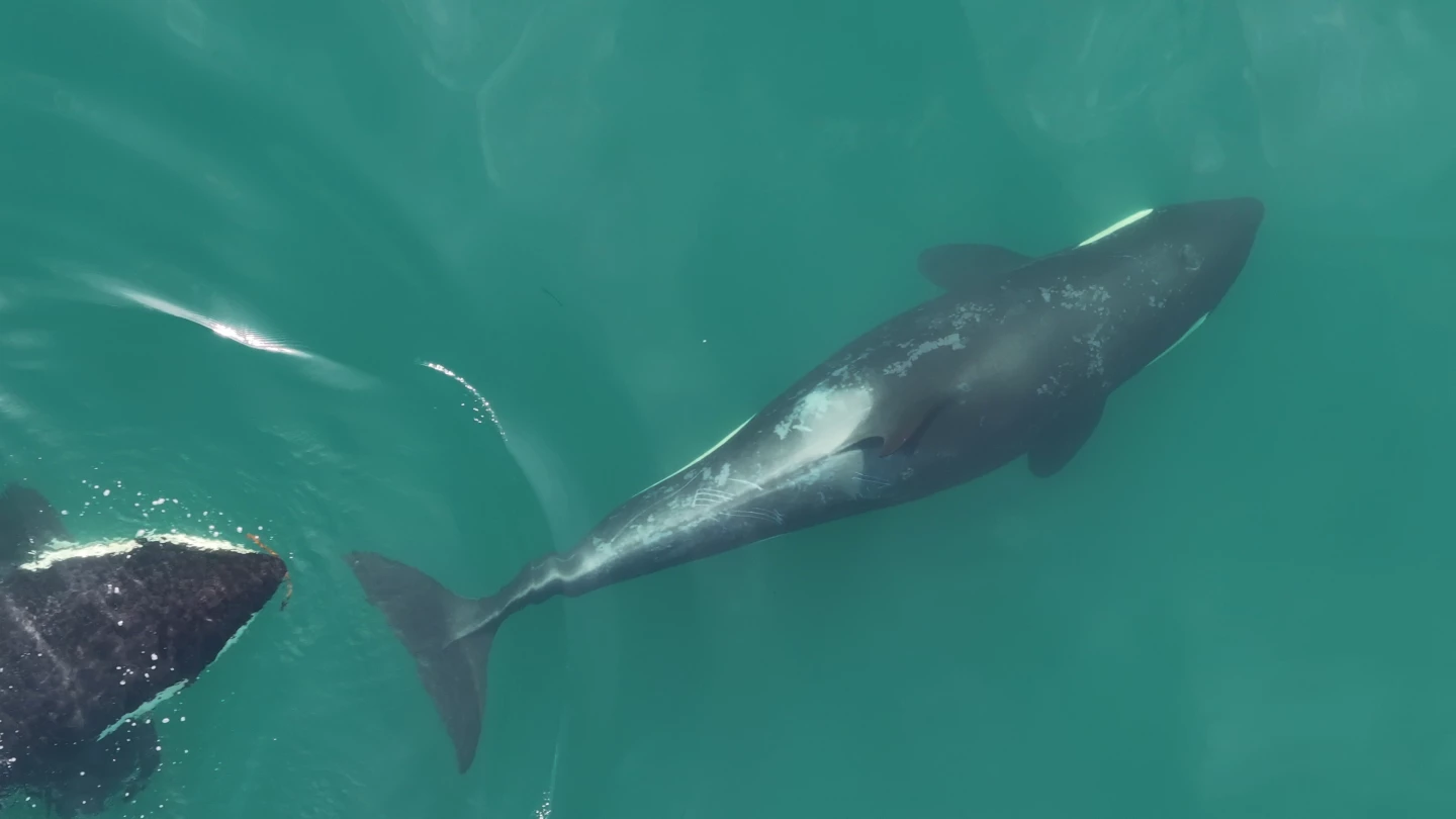 A whale holding kelp in its mouth pursues a friend for a coordinated scrub