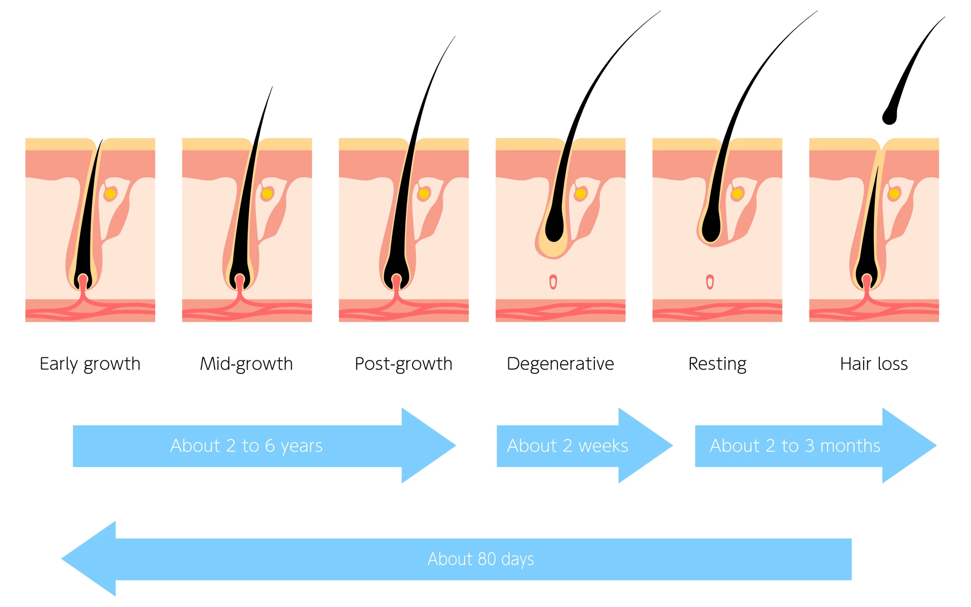 Stages of the hair growth cycle
