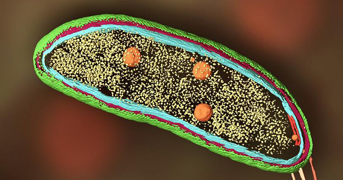 New two-in-one microscope gives a detailed glimpse inside cells